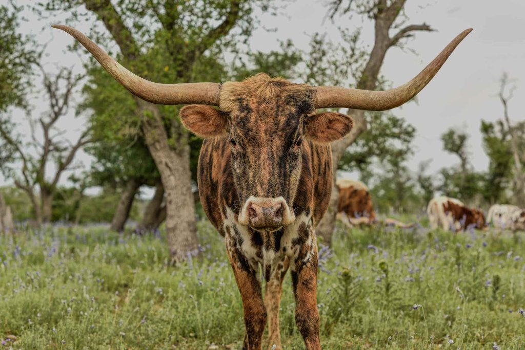 Welcome to Fredericksburg, Texas