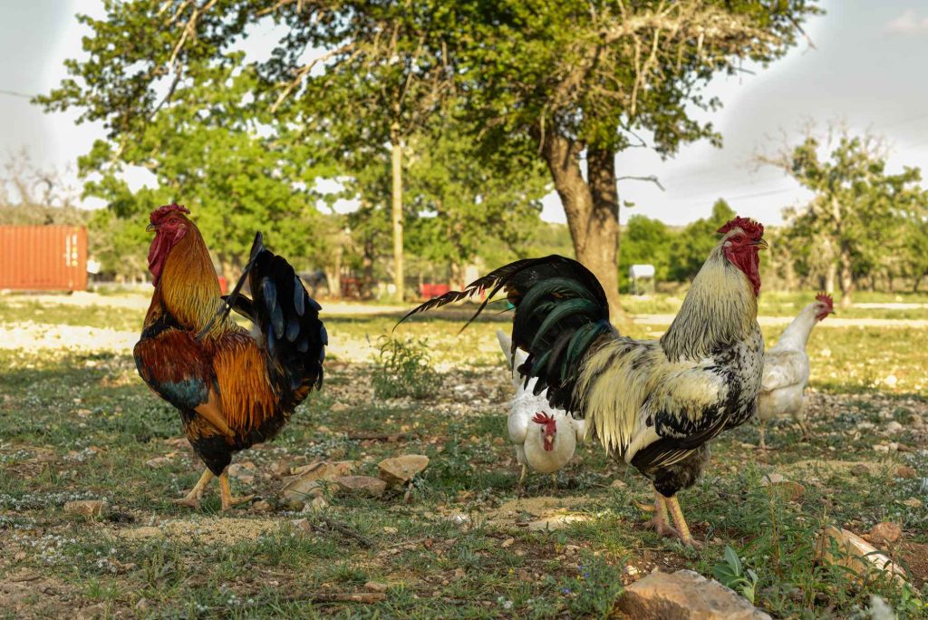 about fredericksburg bed and breakfast