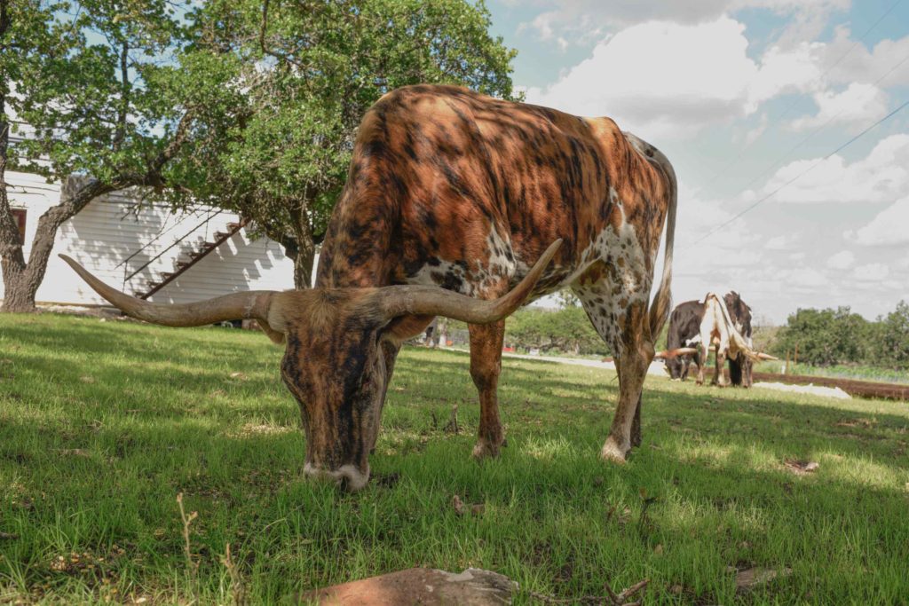 texas countryside bed and breakfast